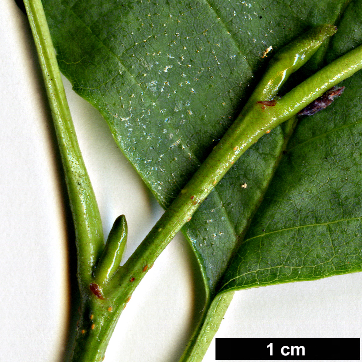 High resolution image: Family: Betulaceae - Genus: Alnus - Taxon: glutinosa - SpeciesSub: subsp. betuloides High resolution image: Family: Betulaceae - Genus: Alnus - Taxon: glutinosa - SpeciesSub: subsp. betuloides